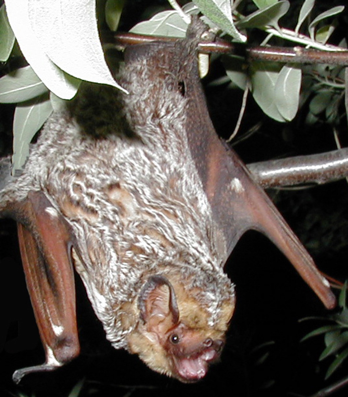 A hoary bat roosting on the branch of a tree. Photo shared on Wikipedia by Paul Cryan, U.S. Geological Survey.