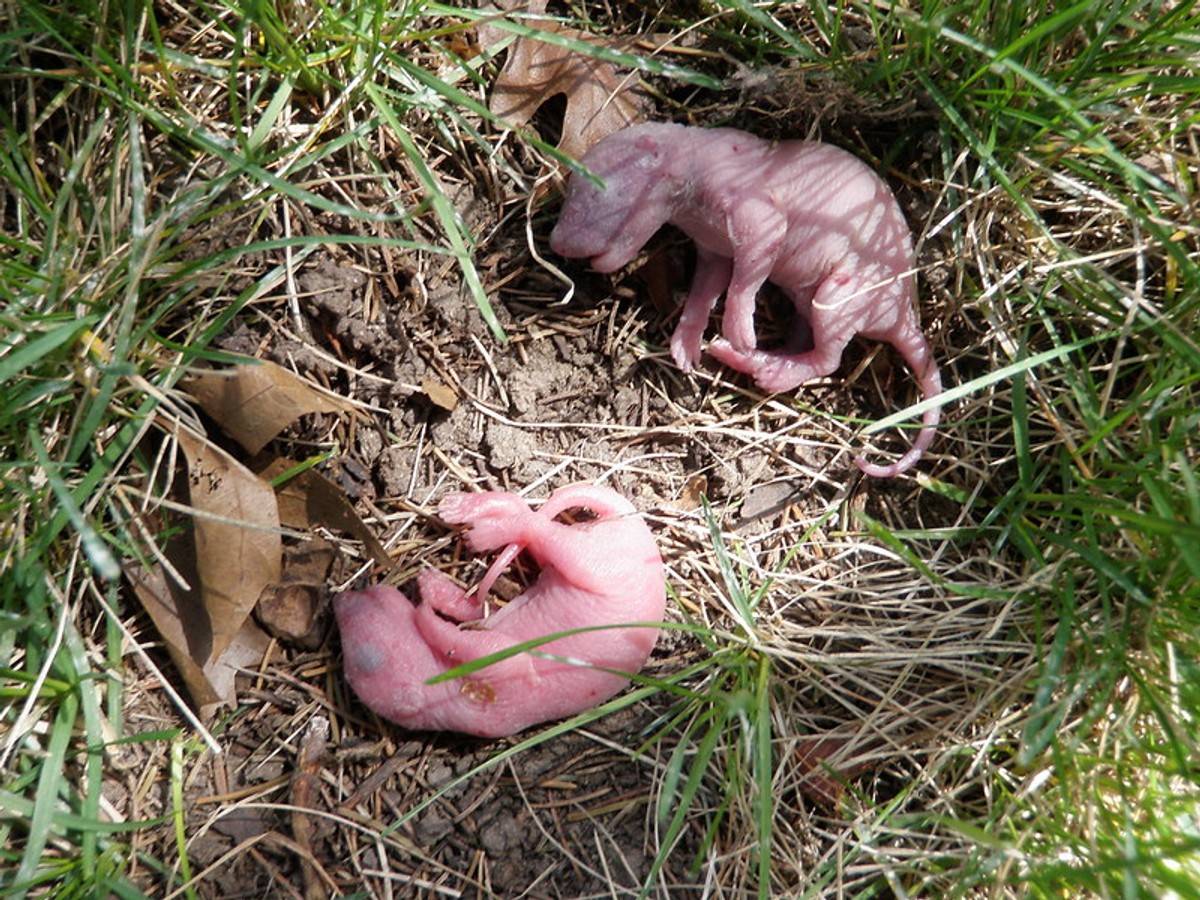 Baby squirrels that fell from a tree