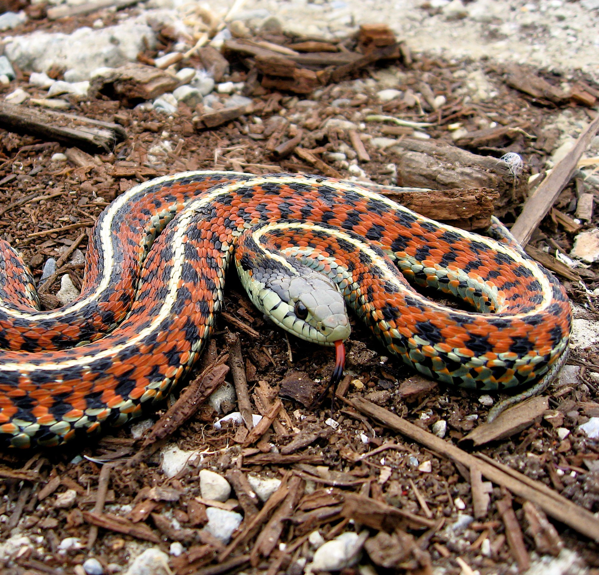 Western terrestrial garter snake. Photo shared on Wikipedia by Steve Jurvetson.