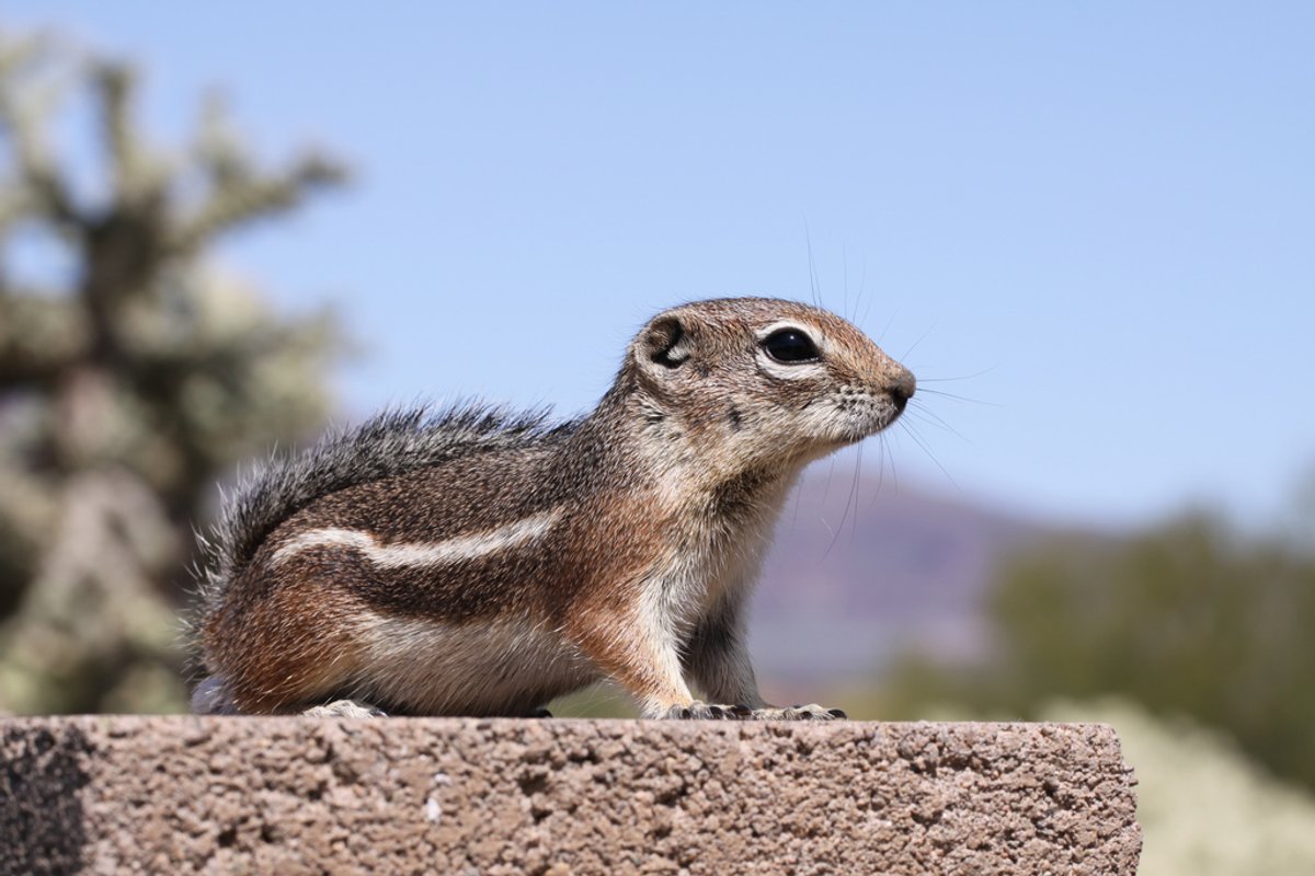 Harris's Antelope Squirrel perched on stone. Photo uploaded to Wikipedia by Ryan Johnston.