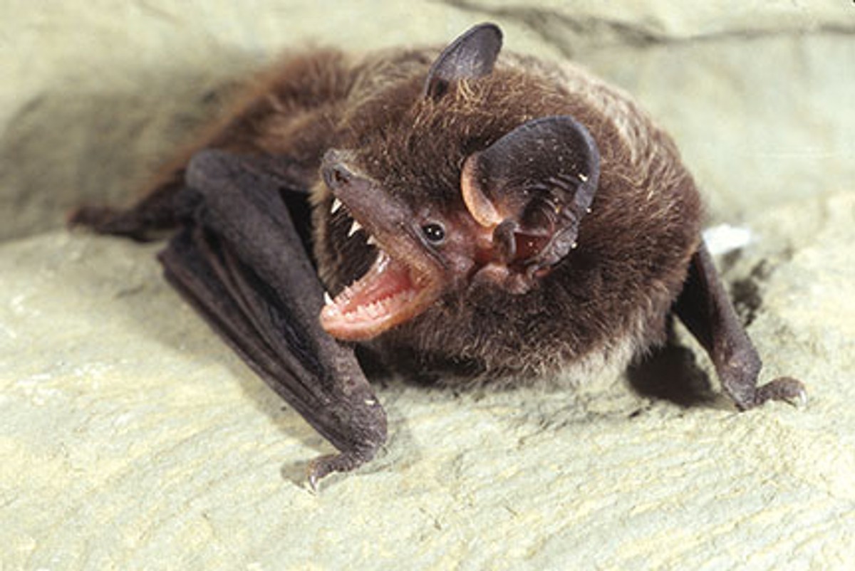 Silver-haired bat. Photo shared by Kentucky Fish & Wildlife Department, photographed by John MacGregor.