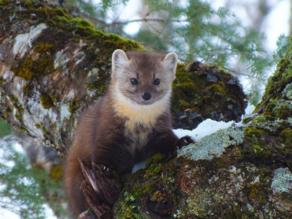 American marten. Photo shared on Wikipedia by Bailey Parsons.