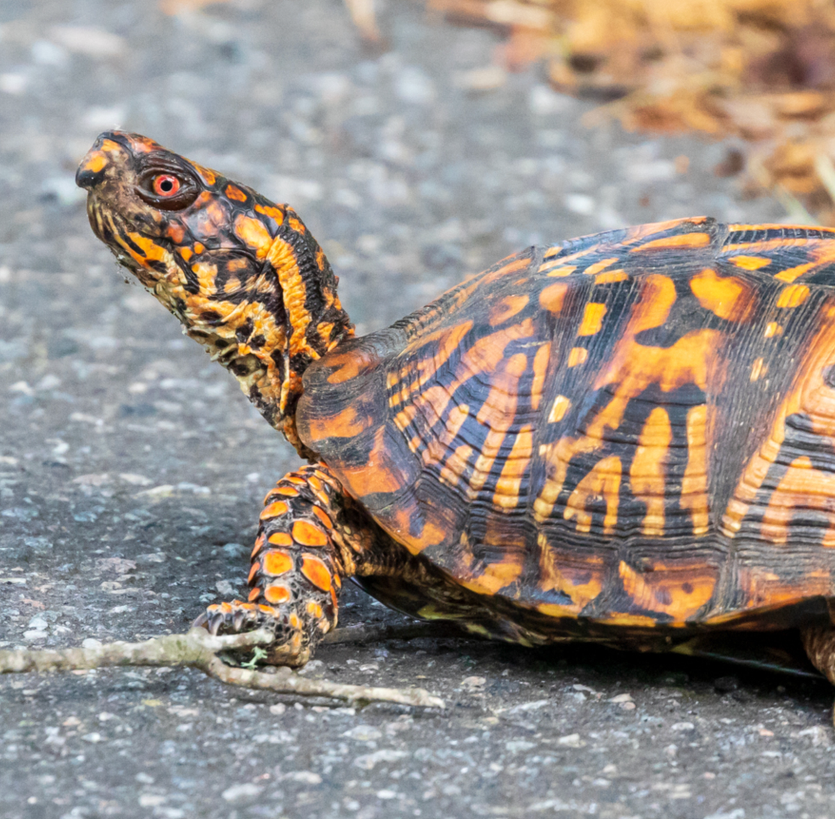 Eastern box turtle. Photo shared on iNaturalist (c) Joshua Liverman.