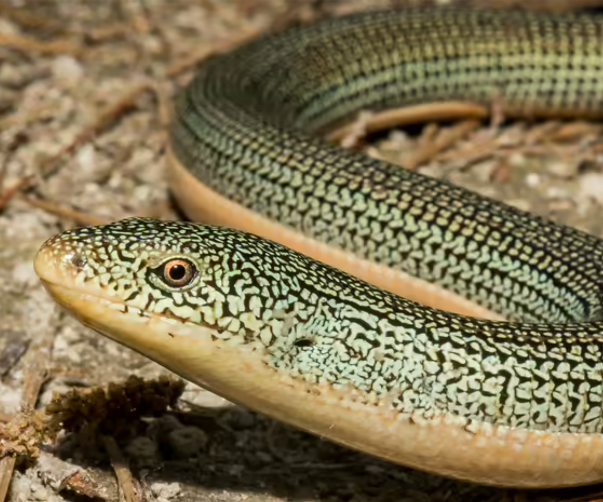 Eastern glass lizard. Photo shared on Shutterstock, photographer Jay Ondreicka.