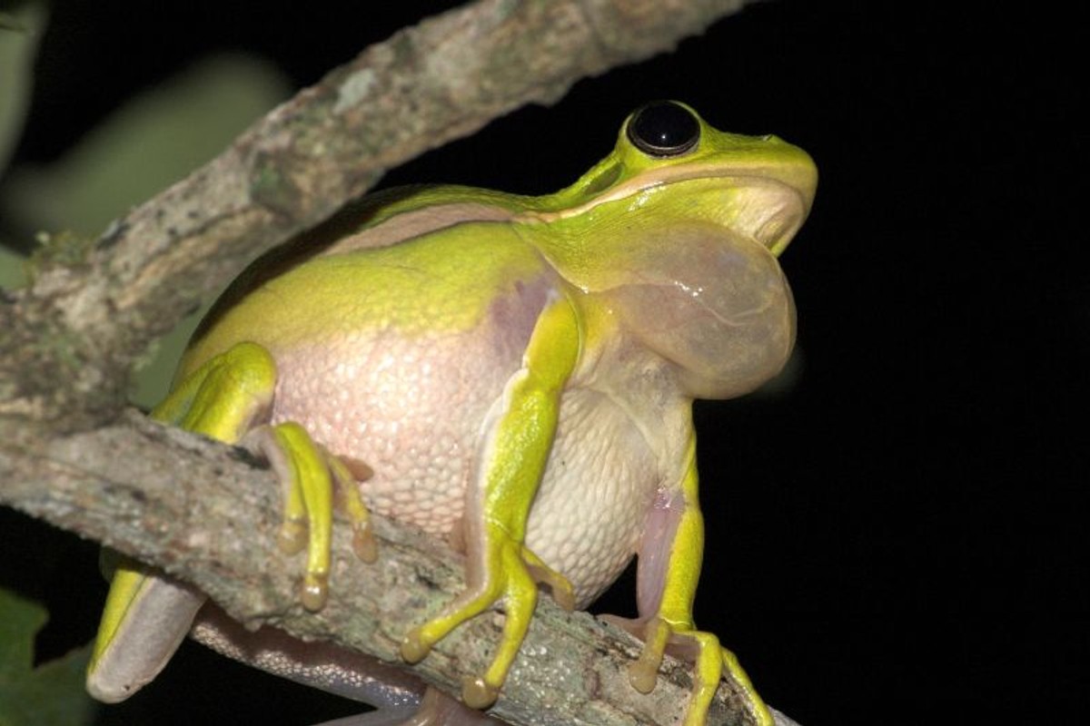 Green treefrog with distended vocal sac. Photo shared on Wikipedia by Clinton & Charles Robertson.