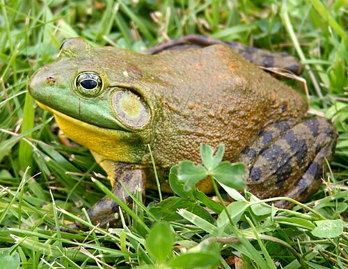 American bullfrog. Photo shared on Wikipedia by Carl D. Howe.