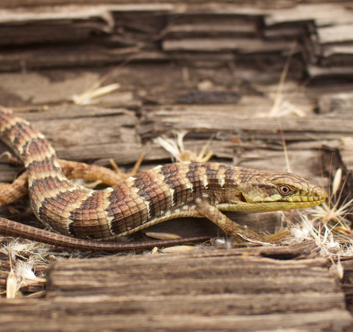 Southern Alligator Lizard, Sacramento, California. Photo shared on Wikipedia by Connor Long.