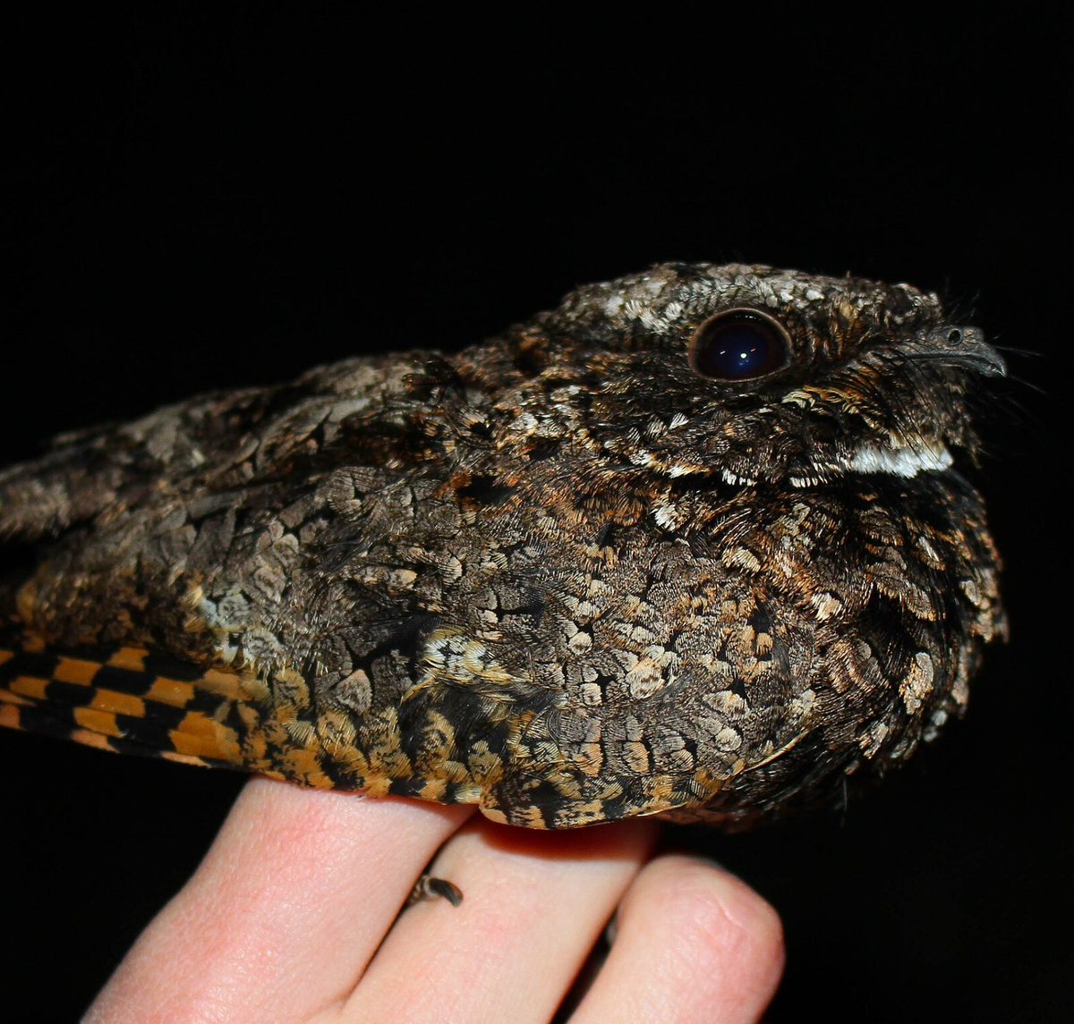 Common poorwill. Photo shared on Wikipedia by Connor Long.