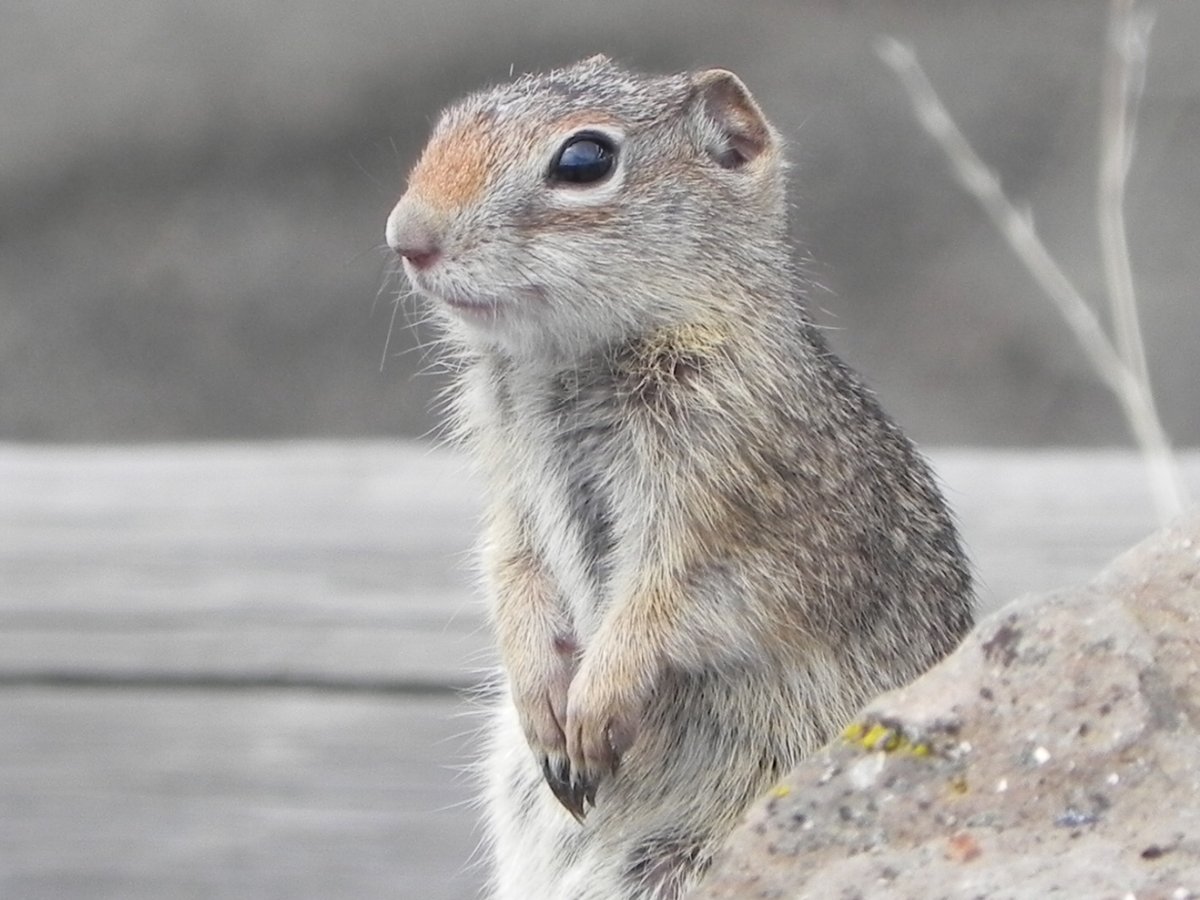 Idaho Ground Squirrel. Photo posted on Wikipedia with caption Intermountain Forest Service, USDA Region 4 Photography.
