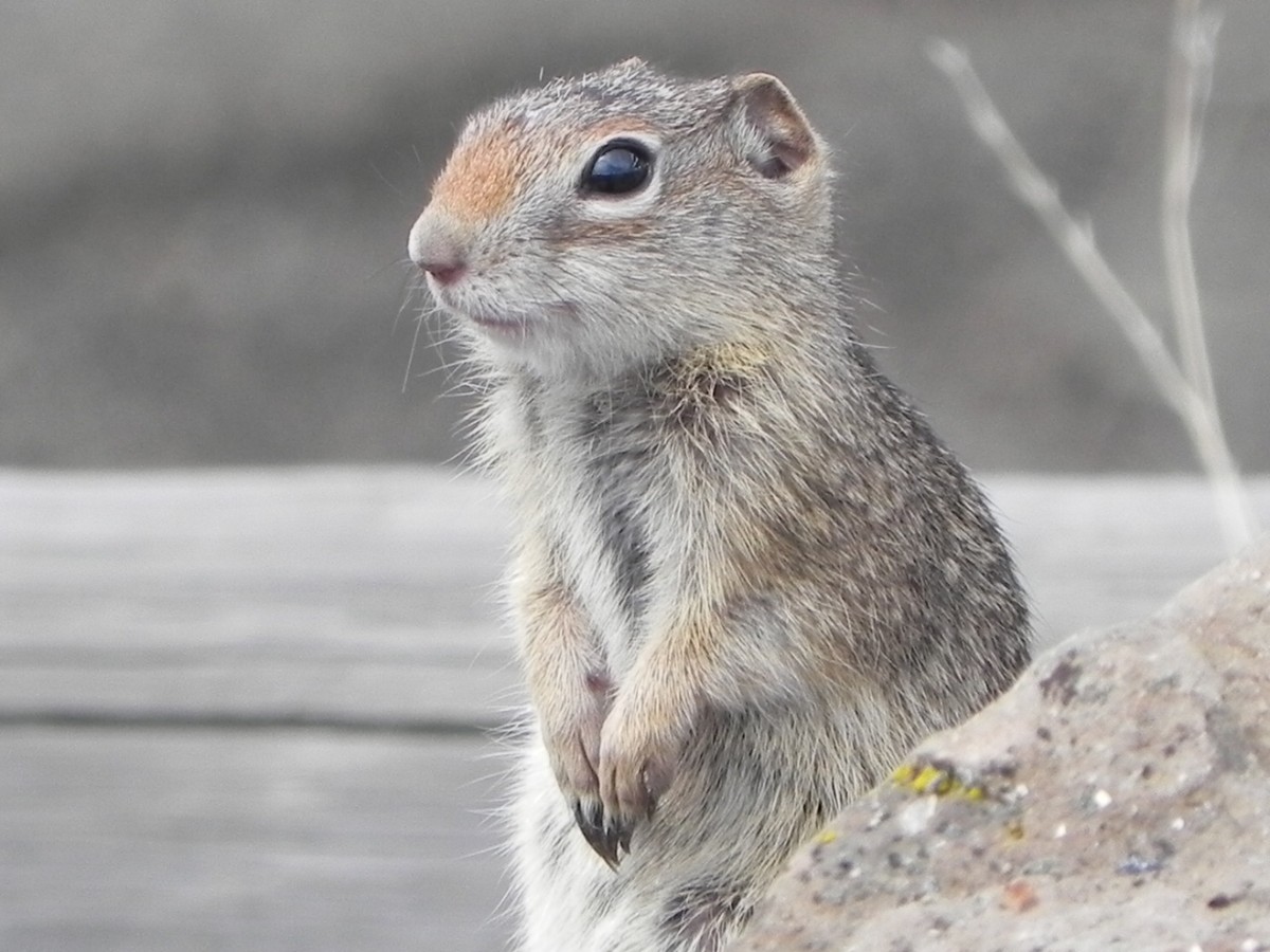 Idaho Ground Squirrel. Photo posted on Wikipedia with caption Intermountain Forest Service, USDA Region 4 Photography.