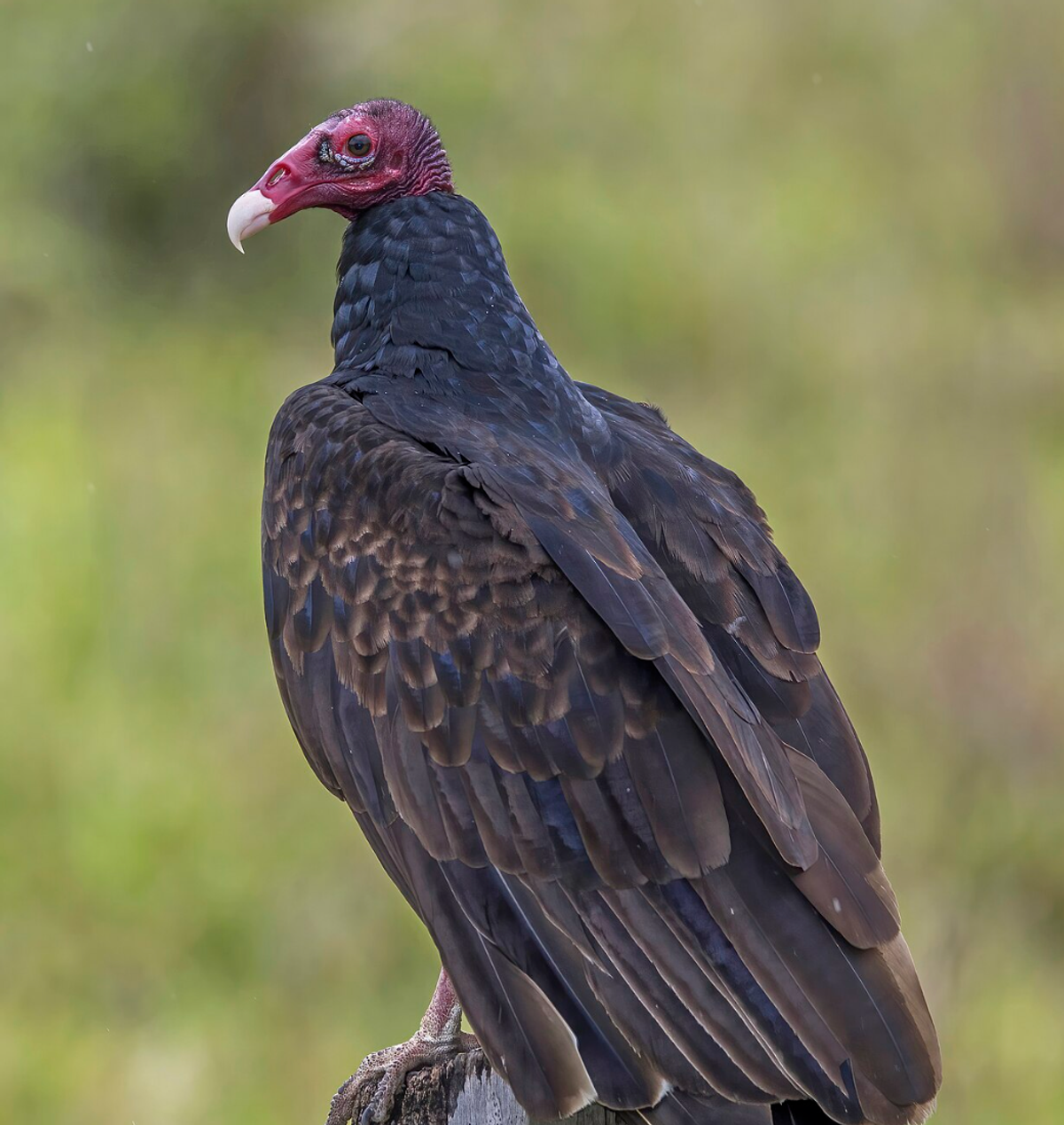 Turkey vulture, Orange Walk, Belize. Photo shared on Wikipedia by Charles J. Sharp.