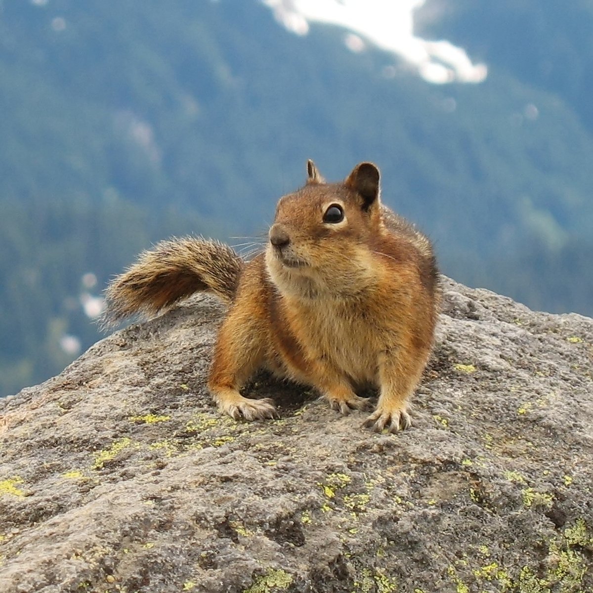 Cascade Golden-mantled Ground Squirrel, Mount Rainier National Park, July 2006. Photo posted to Wikipedia by K.lee.