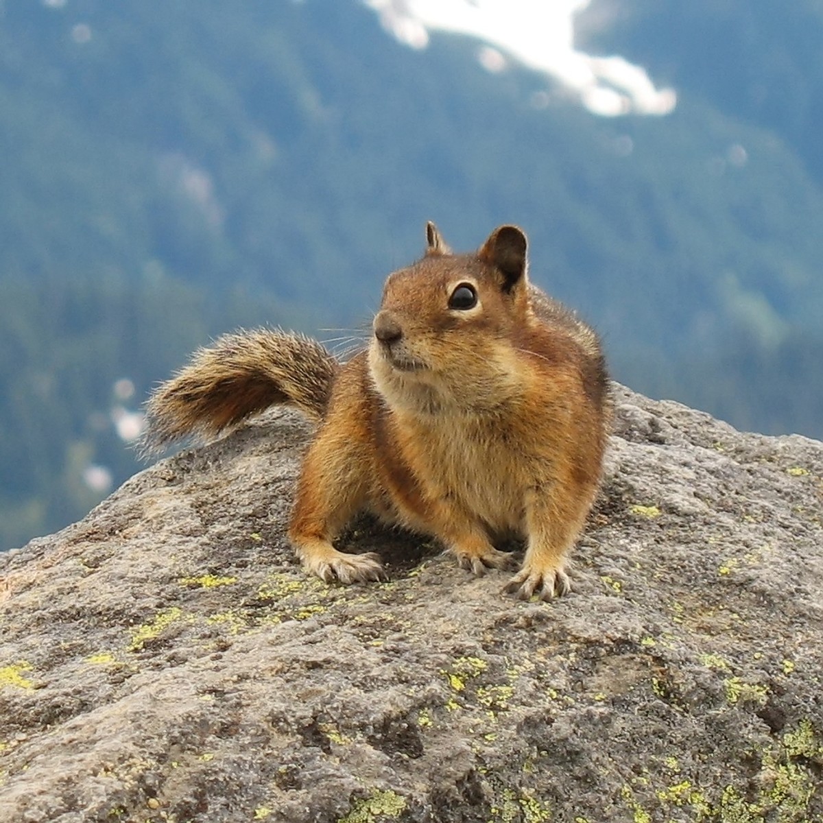 Cascade Golden-mantled Ground Squirrel, Mount Rainier National Park, July 2006. Photo posted to Wikipedia by K.lee.