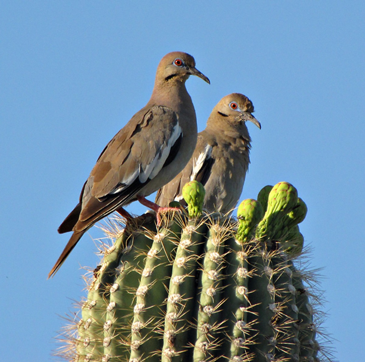 Two White-winged Doves perching on a cactus in Tucson, Arizona, USA. Photo shared on WIkipedia, uploaded by Snowmanradio.