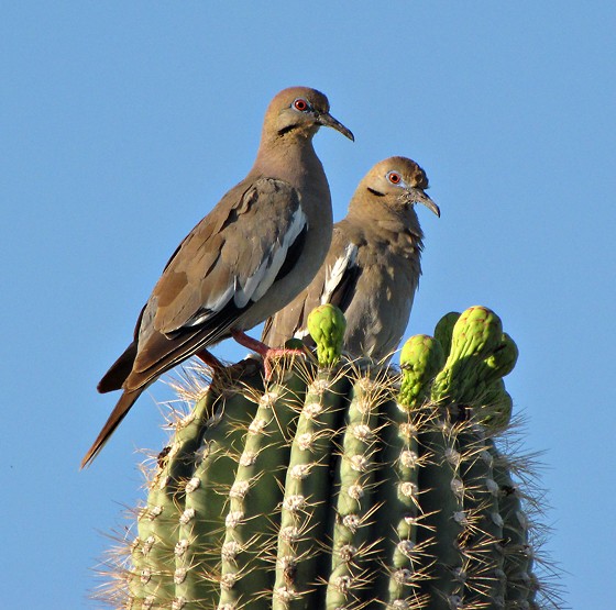 Two White-winged Doves perching on a cactus in Tucson, Arizona, USA. Photo shared on WIkipedia, uploaded by Snowmanradio.