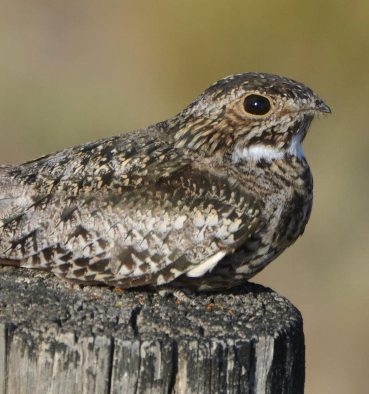 Nighthawk. Photo shared on Wikipedia by Andy Reago & Chrissy McClarren.
