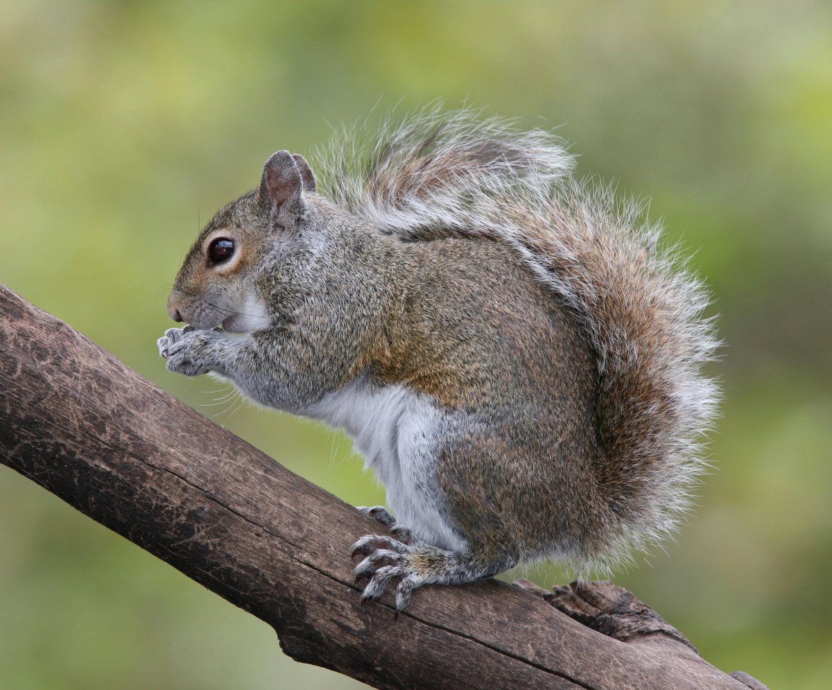 Eastern Gray Squirrel eating in a tree. Photo shared to Wikipedia captioned with BirdPhotos.com.