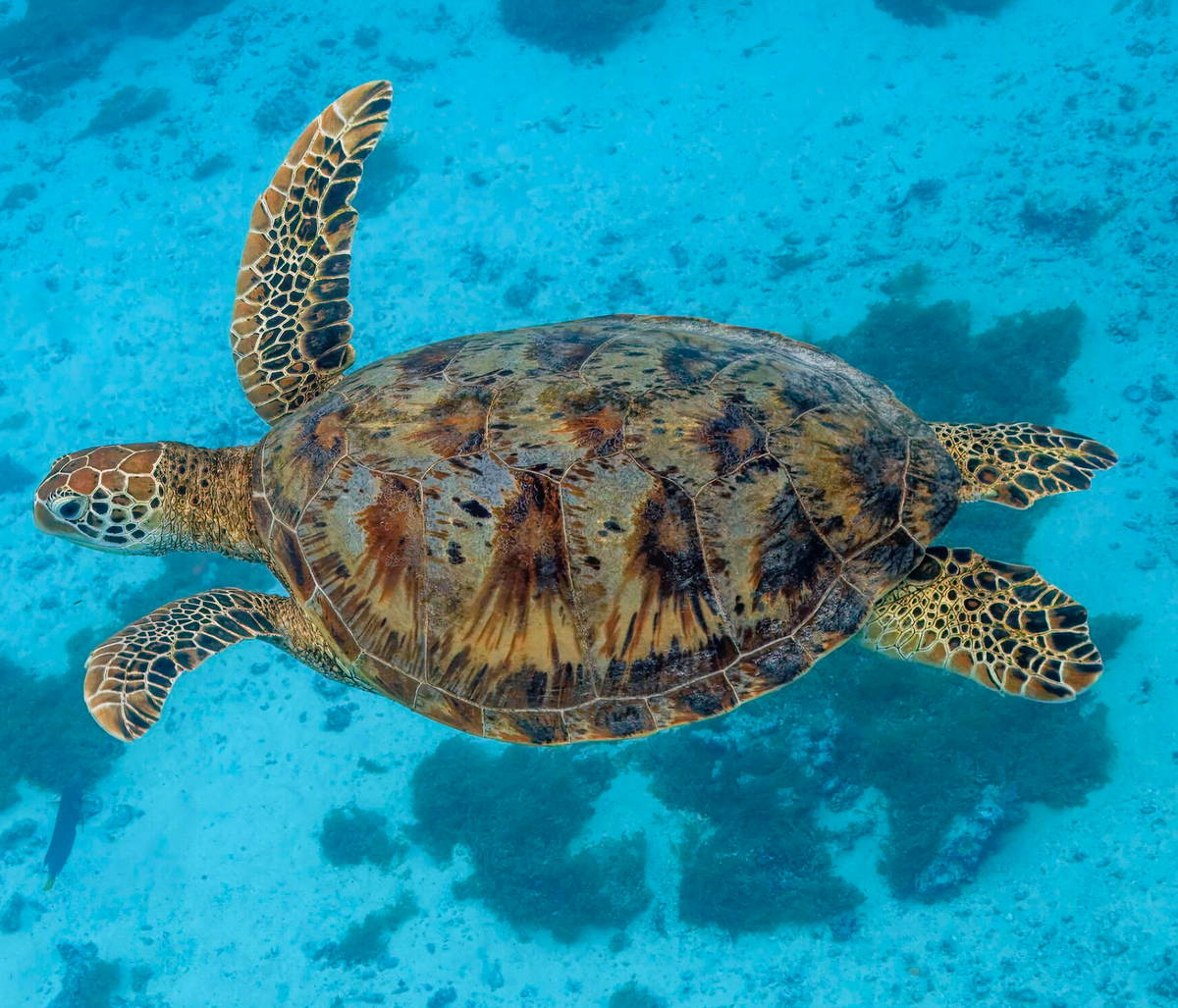 Green sea turtle. Photo shared on Wikipedia by Charles J. Sharp.