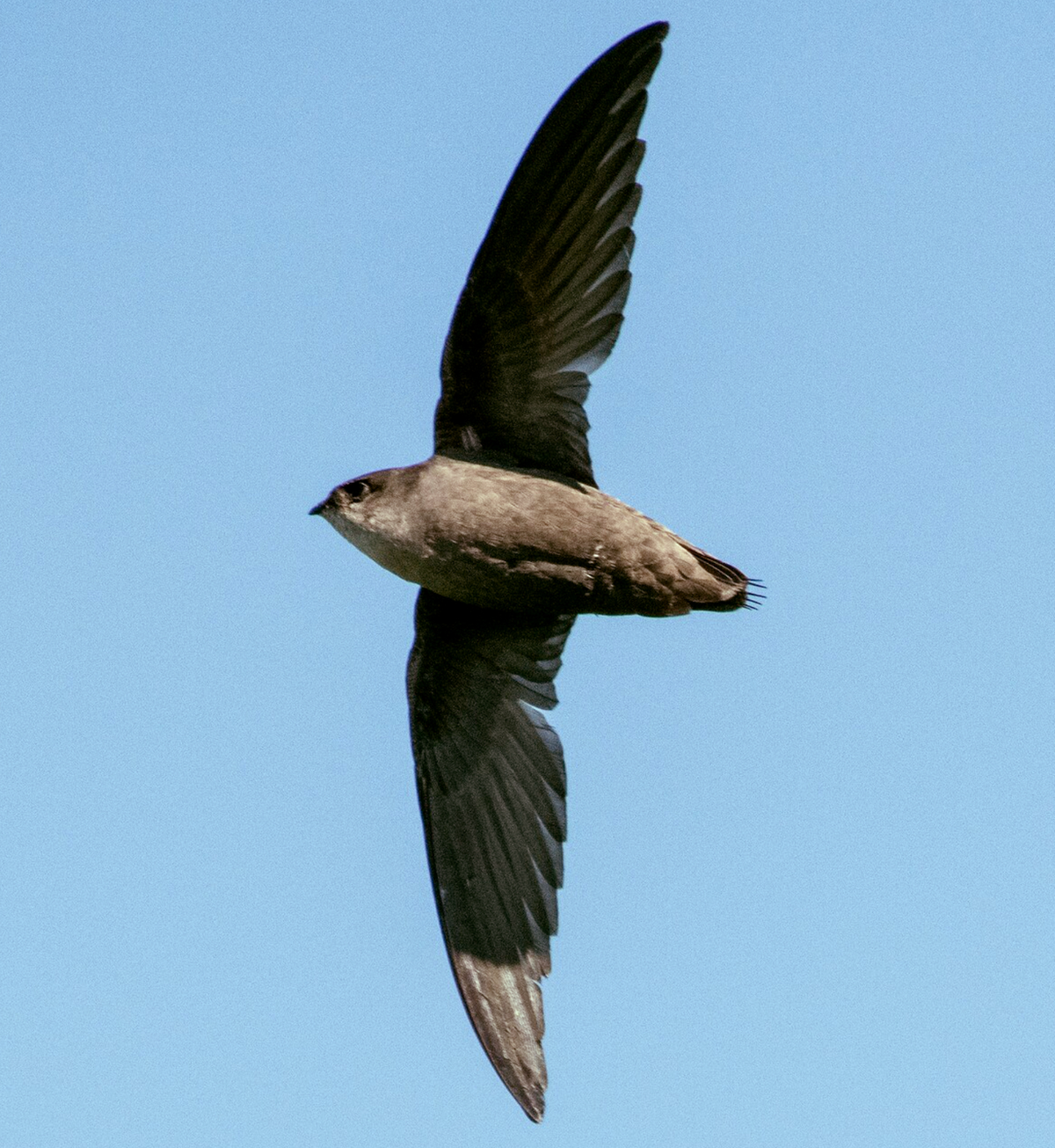 Chimney Swift by Lake Erie, Cleveland, OH. Photo shared on Wikipedia by Adam Jackson.