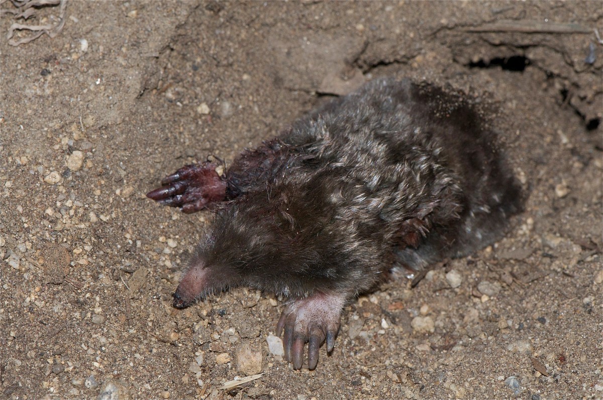 Townsend's mole. Photo shared on Wikipedia by jkirkhart35.
