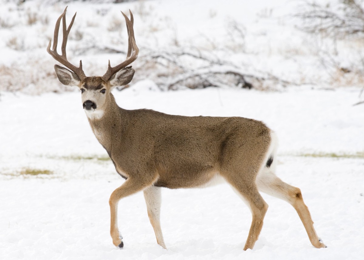 Mule deer. Photo shared on Wikipedia by Oregon Department of Fish & Wildlife.