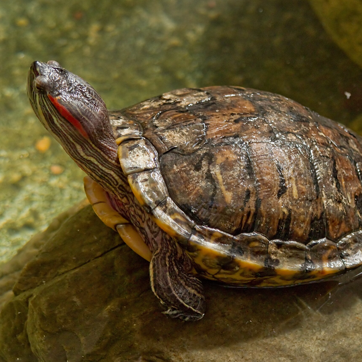 Red Eared slider at the Cincinnati Zoo. Photo shared on Wikipedia by Greg Hume.