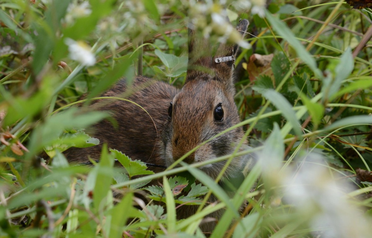 New England Cottontail. Photo shared to Wikipedia by U.S. Department of the Interior.