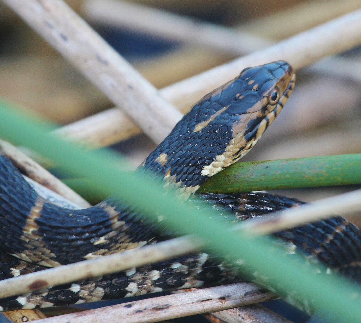 Banded water snake as in Florida in the Wakodahatchee Wetlands. Photo shared on Wikipedia by Sandhillcrane.