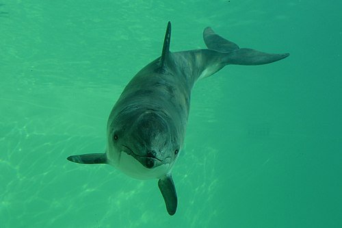 Harbour Porpoise 'Michael' in 2015, Ecomare. Photo shared on Wikipedia by Ecomare/Salko de Wolf.