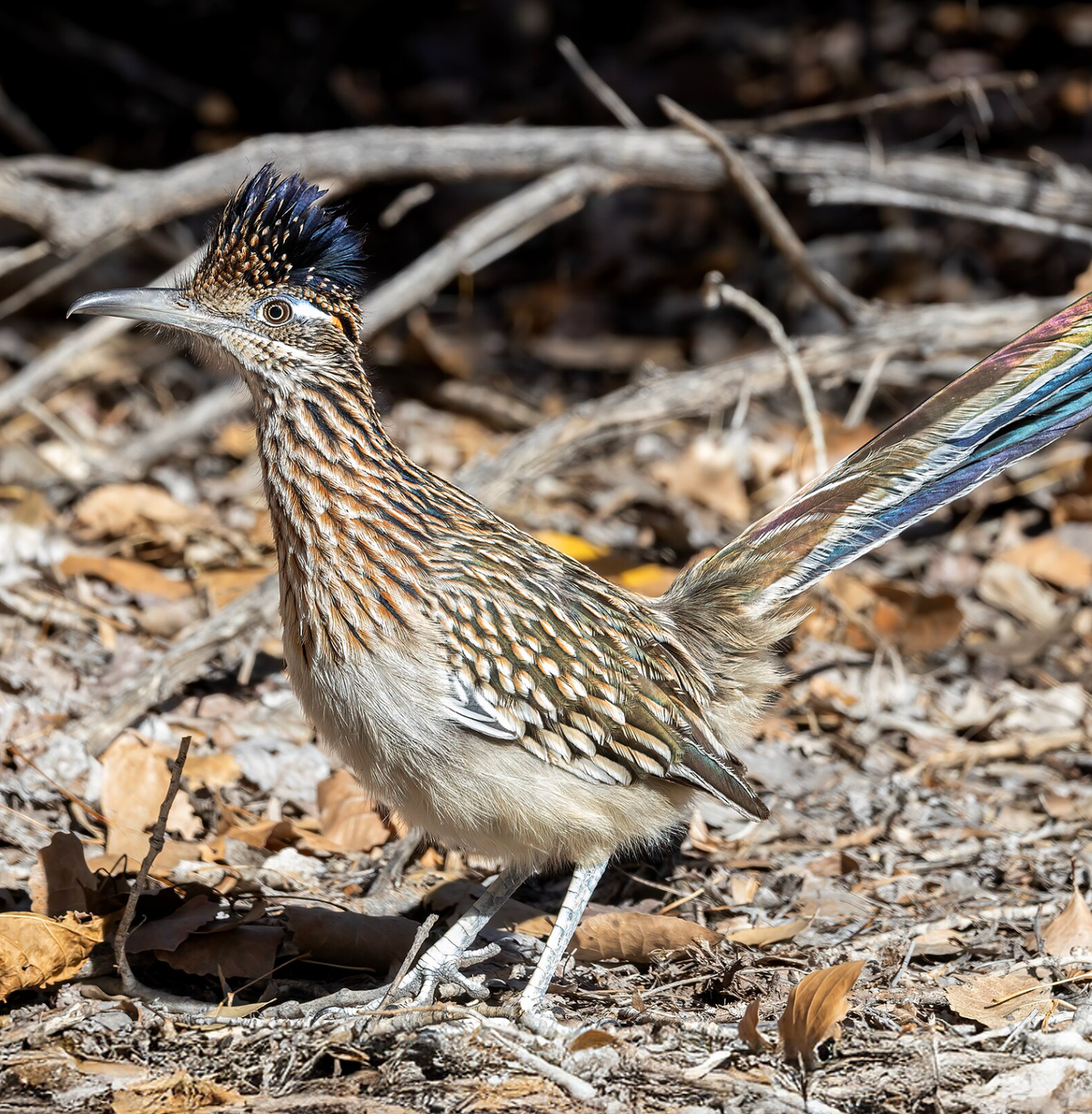 A greater roadrunner near Tingley Beach, Rio Grande in Albuquerque, NM. Photo shared on Wikipedia by Polinova.