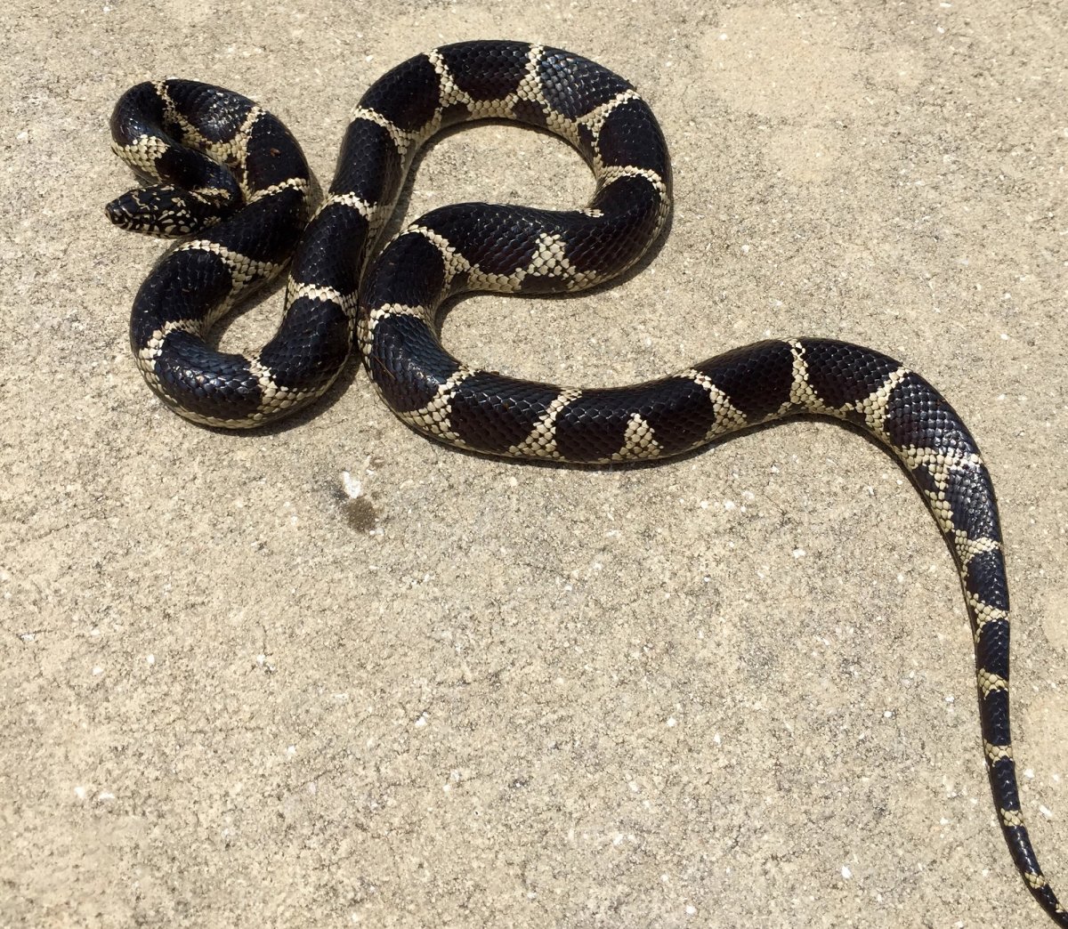 Florida kingsnake in Dixie County, FL. Photo shared on Wikipedia by Glenn Bartolotti.