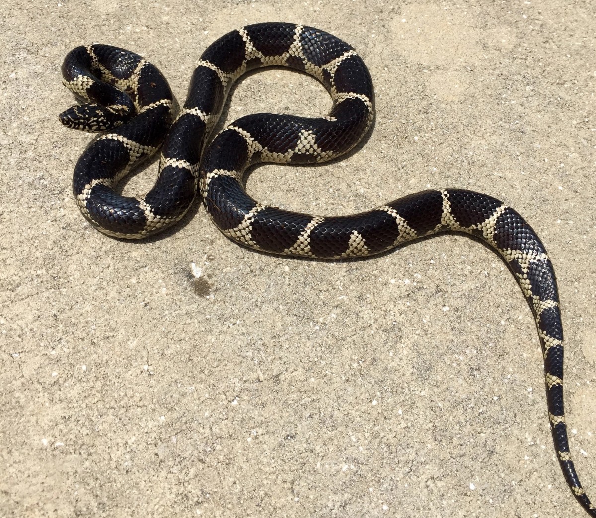 Florida kingsnake in Dixie County, FL. Photo shared on Wikipedia by Glenn Bartolotti.