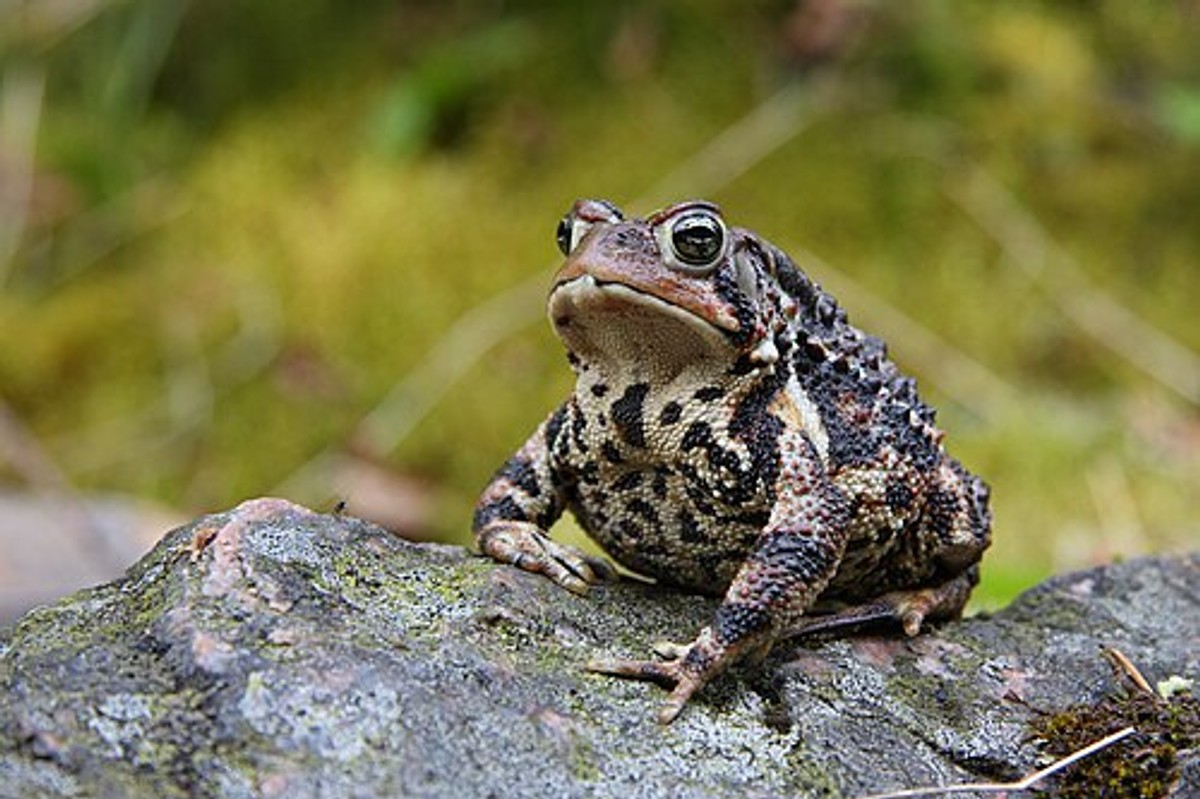 Eastern American Toad, Jacques-Cartier National Park, Quebec, Canada. Photo shared on Wikipedia by Cephas.