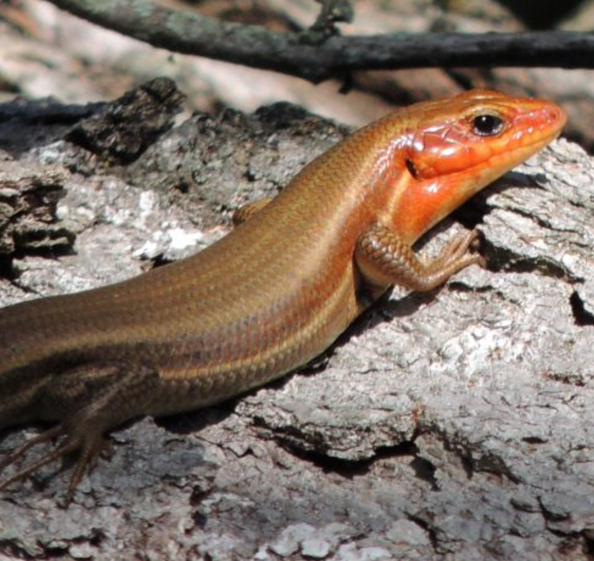 Broadhead skink. Photo shared on iNaturalist (c) Jack and Shirley Foreman.