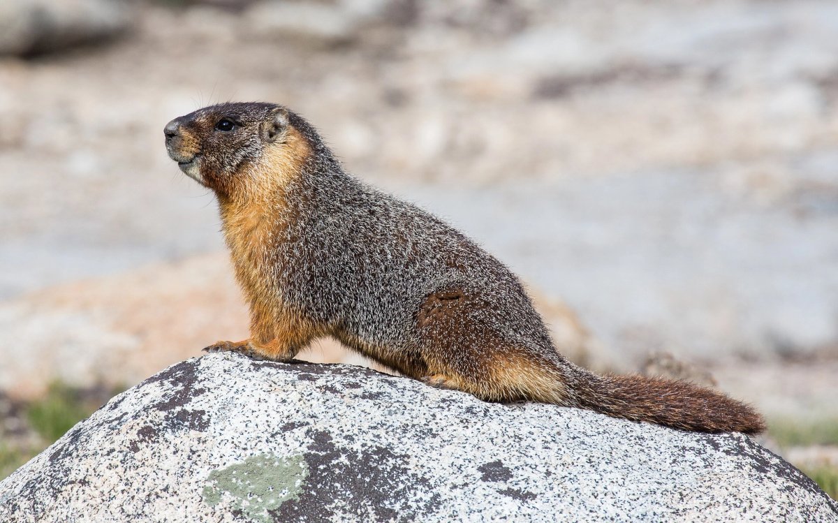 Yellow Bellied Marmot, on a rock in the Tuolumne Meadows Yosemite National Park. Photo posted to Wikipedia by Diliff.
