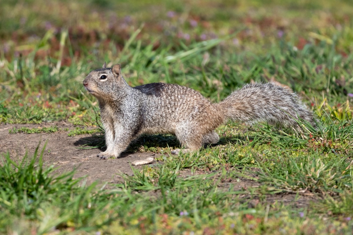 Douglas' Ground Squirrel. Photo posted to Wikipedia by Jonathan Eisen.