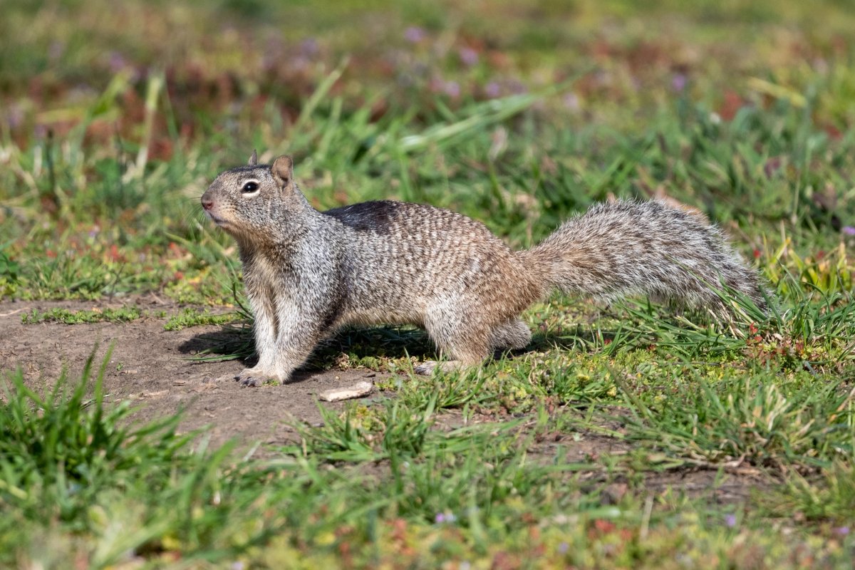 Douglas' Ground Squirrel. Photo posted to Wikipedia by Jonathan Eisen.