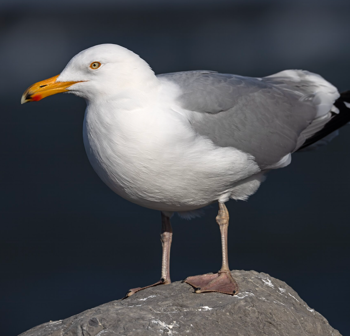 A Herring Gull on the rocks at the Barnegat Inlet. Photo shared on Wikipedia by Chuck Homler d/b/a Focus On Wildlife.