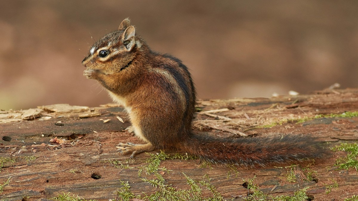 Sonoma Chipmunk on a tree branch. Photo uploaded to Wikipedia by Frank Schulenburg.