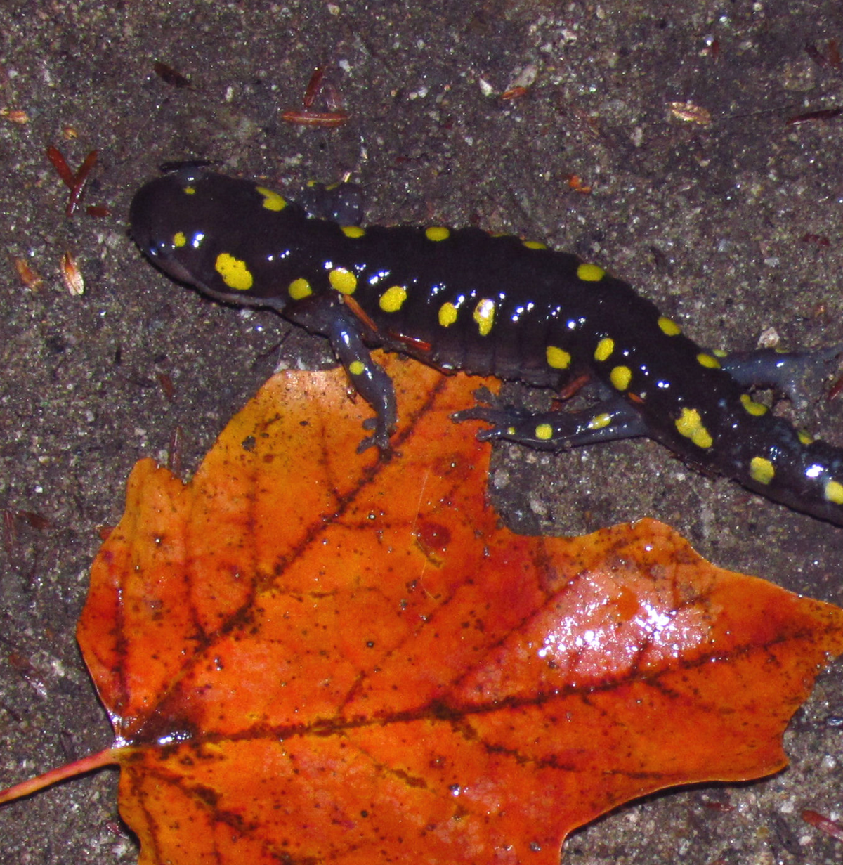 Spotted salamander. Photo shared on Wikipedia by D. Gordon E. Robertson.