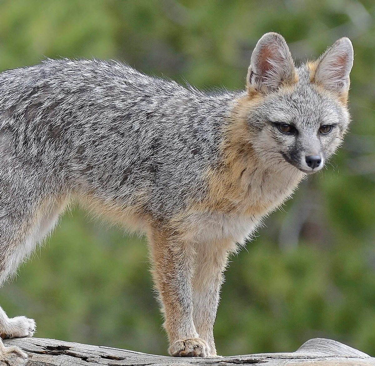 Gray Fox, Mount Charleston, southern Nevada. Photo shared on Wikipedia by VJAnderson.