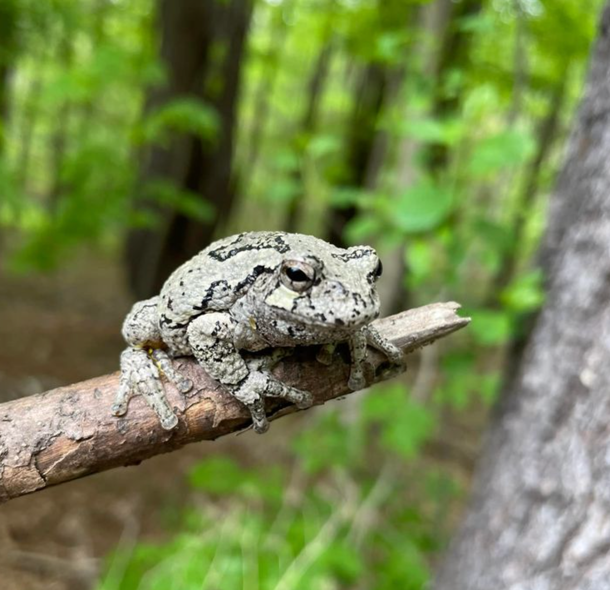 Gray tree frog in arboreal forest habitat, MA. Photo shared on Wikipedia by Randidawn.