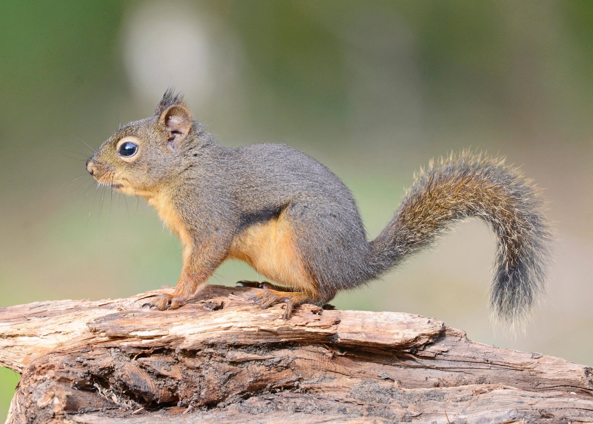 Douglas Squirrel on a tree branch. Photo shared to Wikipedia by VJAnderson.