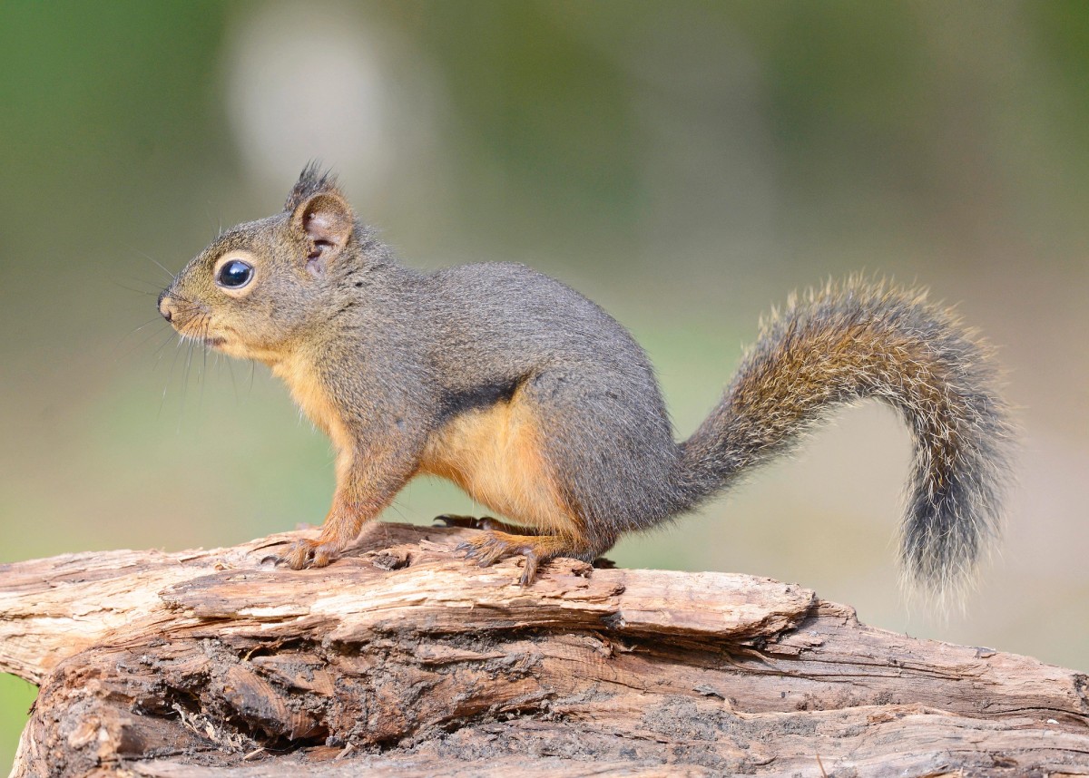 Douglas Squirrel on a tree branch. Photo shared to Wikipedia by VJAnderson.