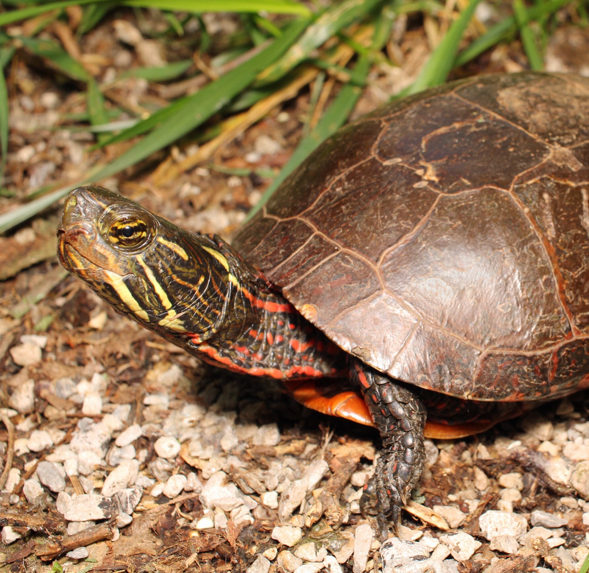 Painted turtle. Photo shared on Wikipedia by MH Herpetology.