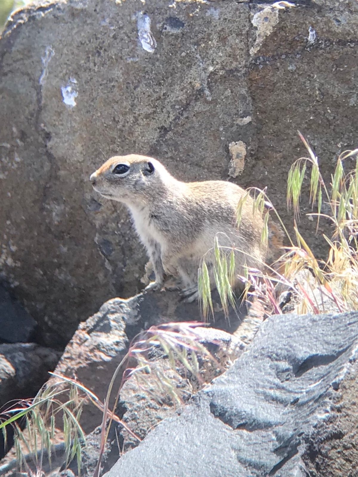 Townsend's Ground Squirrel perched on a rock. Photo posted to Wikipedia by John Leszczynski.