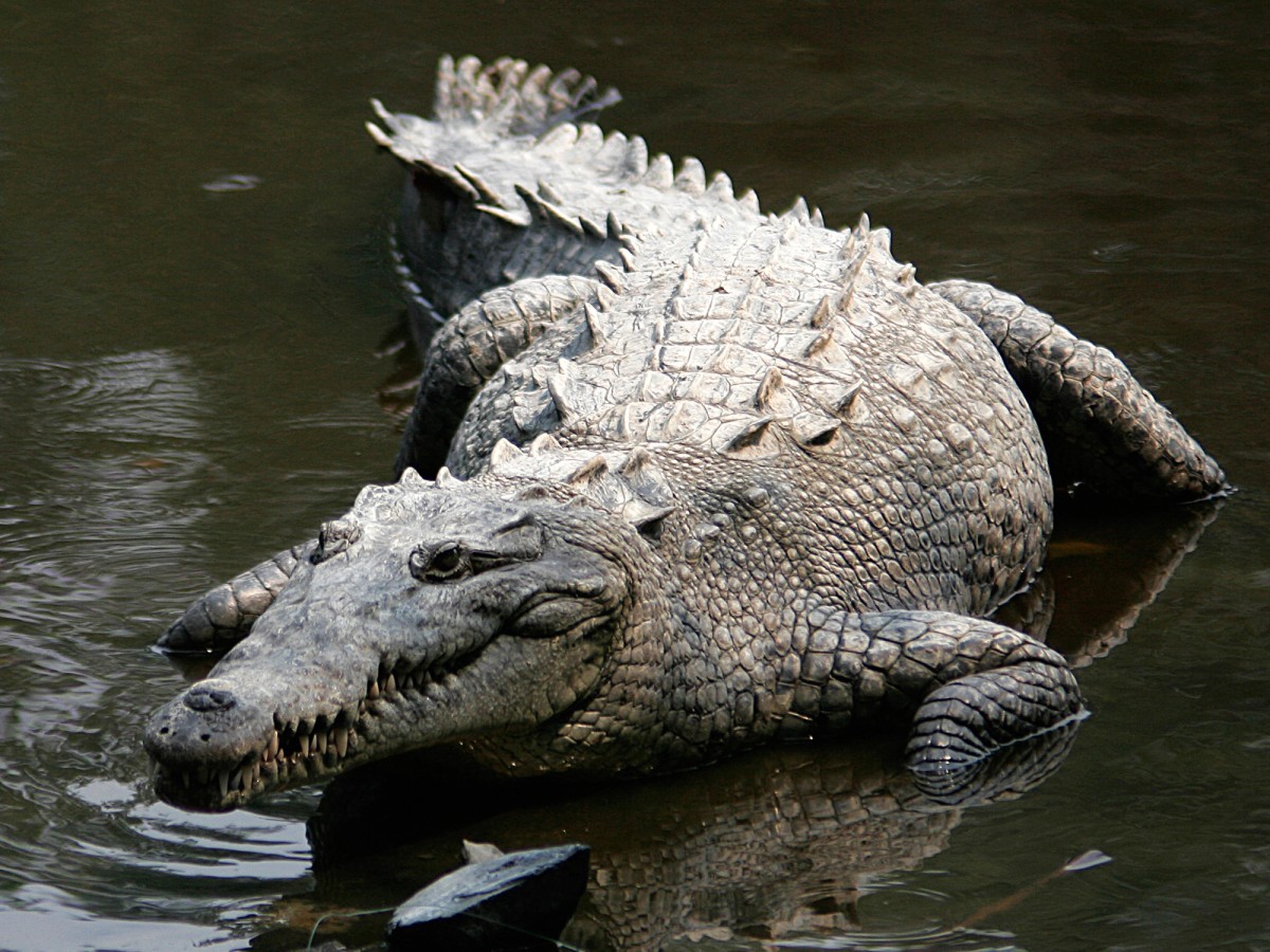 Crocodile. Photo shared on Wikipedia by Leigh Bedford.