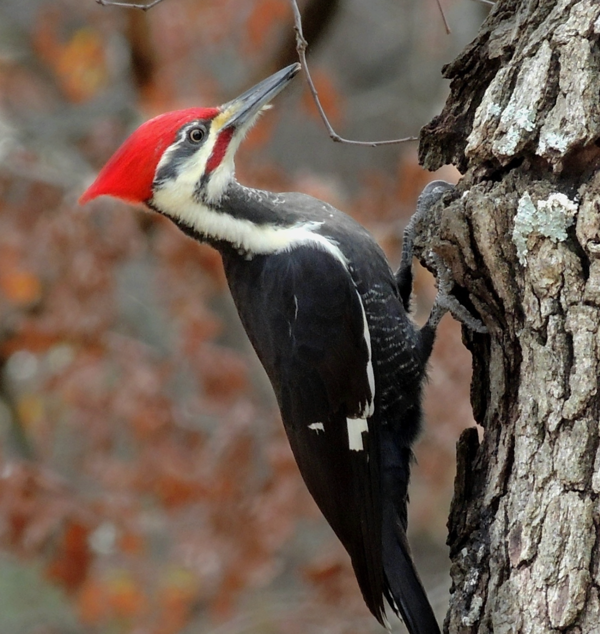 A male Pileated woodpecker foraging on a tree. Photo shared on Wikipedia by Joshlaymon.