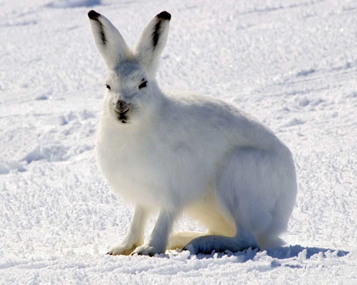 Arctic hare in Nunavut, Canada. Photo shared on Wikipedia bt by Steve Sayles.