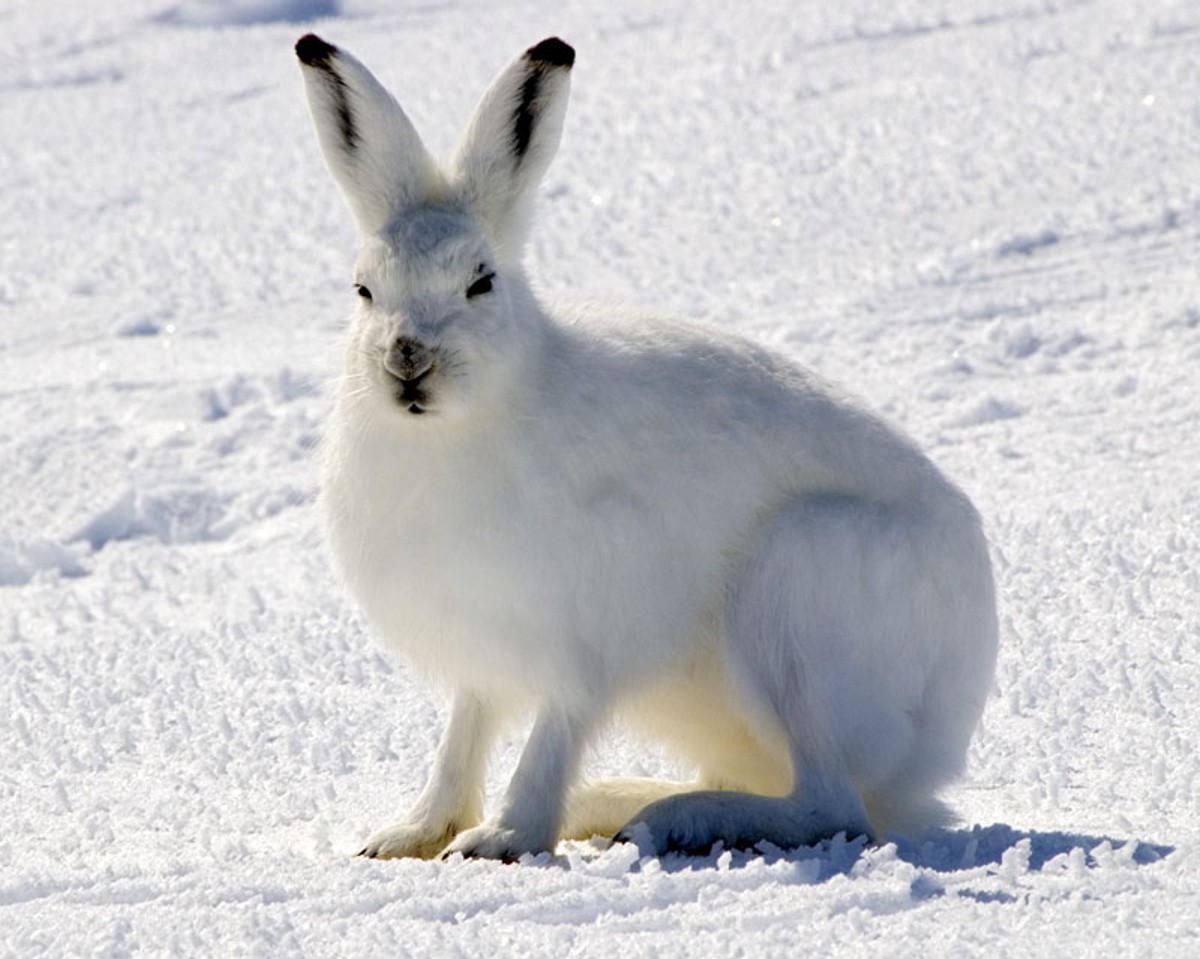 Arctic hare in Nunavut, Canada. Photo shared on Wikipedia bt by Steve Sayles.
